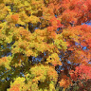 Meet your Posher, Deann